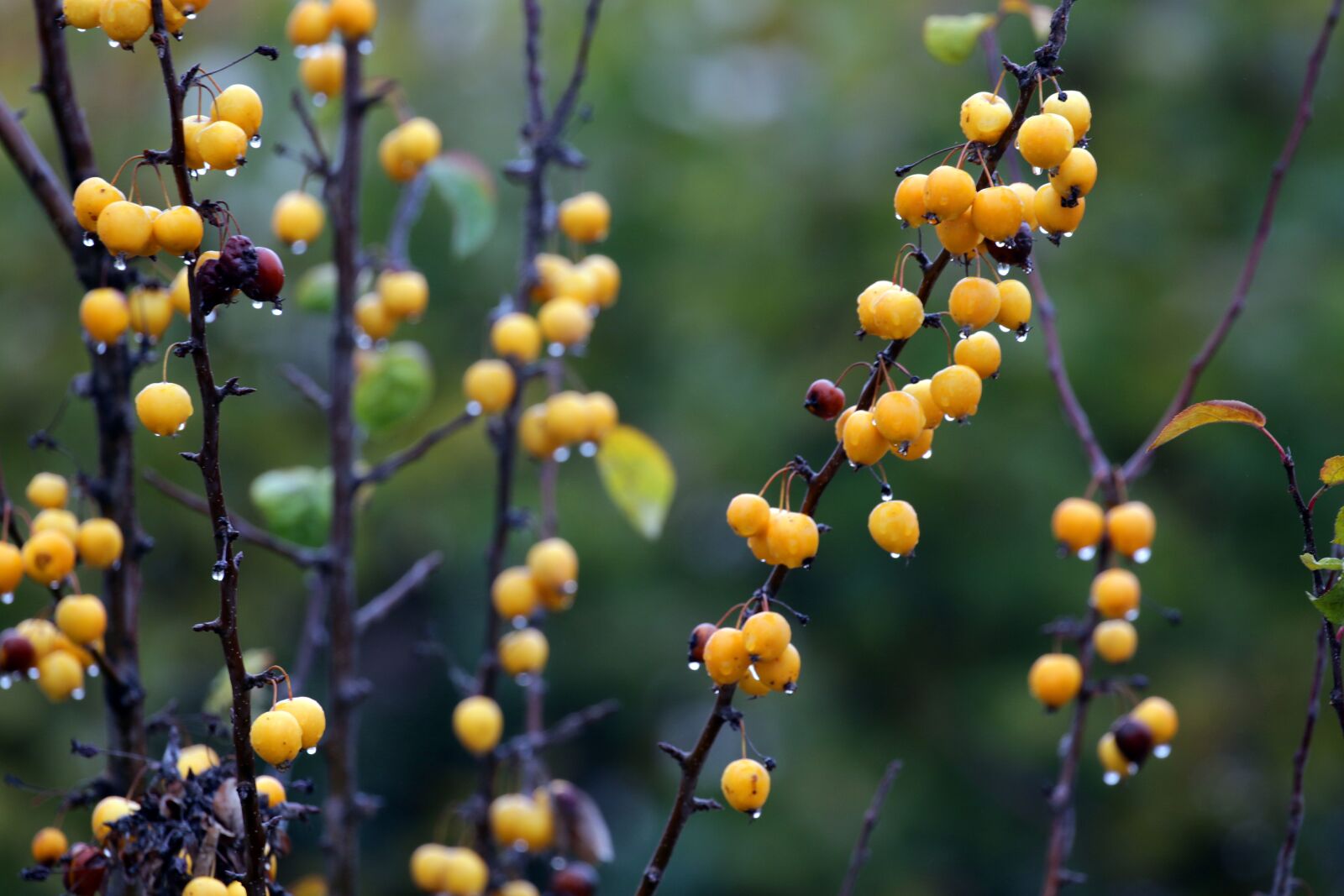 Canon EOS 7D Mark II sample photo. Shrubs, sea buckthorn, berries photography