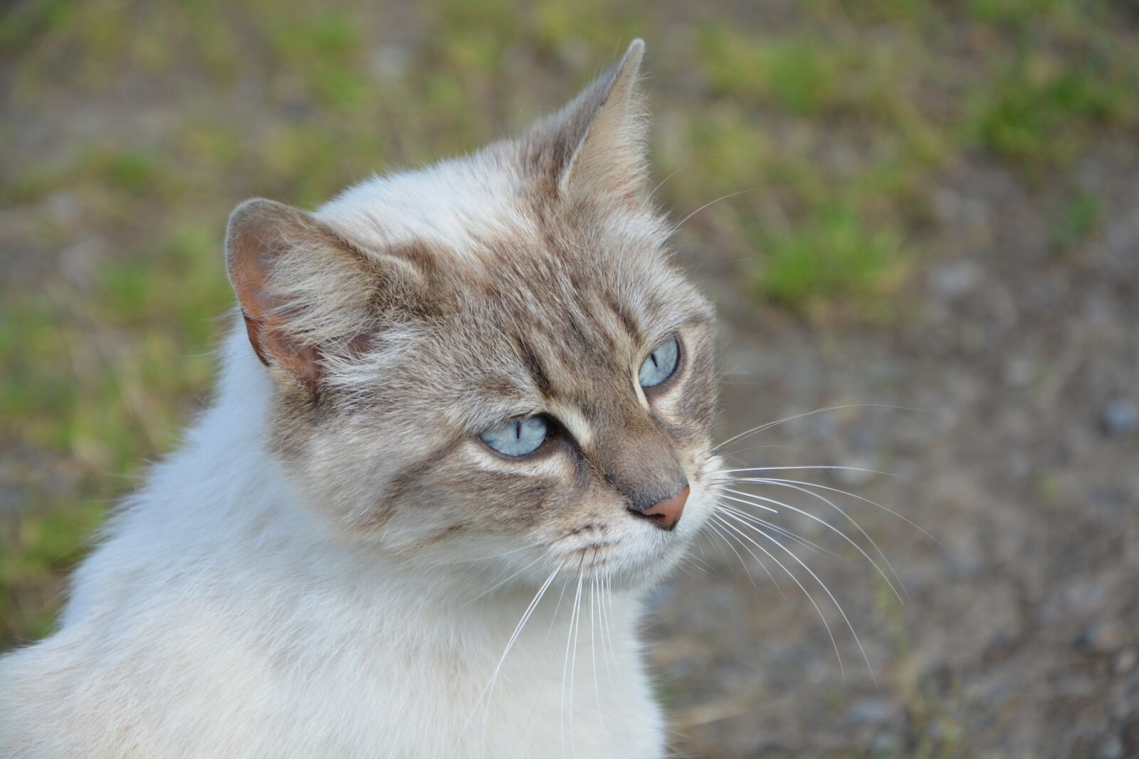 Nikon D5200 sample photo. Young cat, domestic animal photography