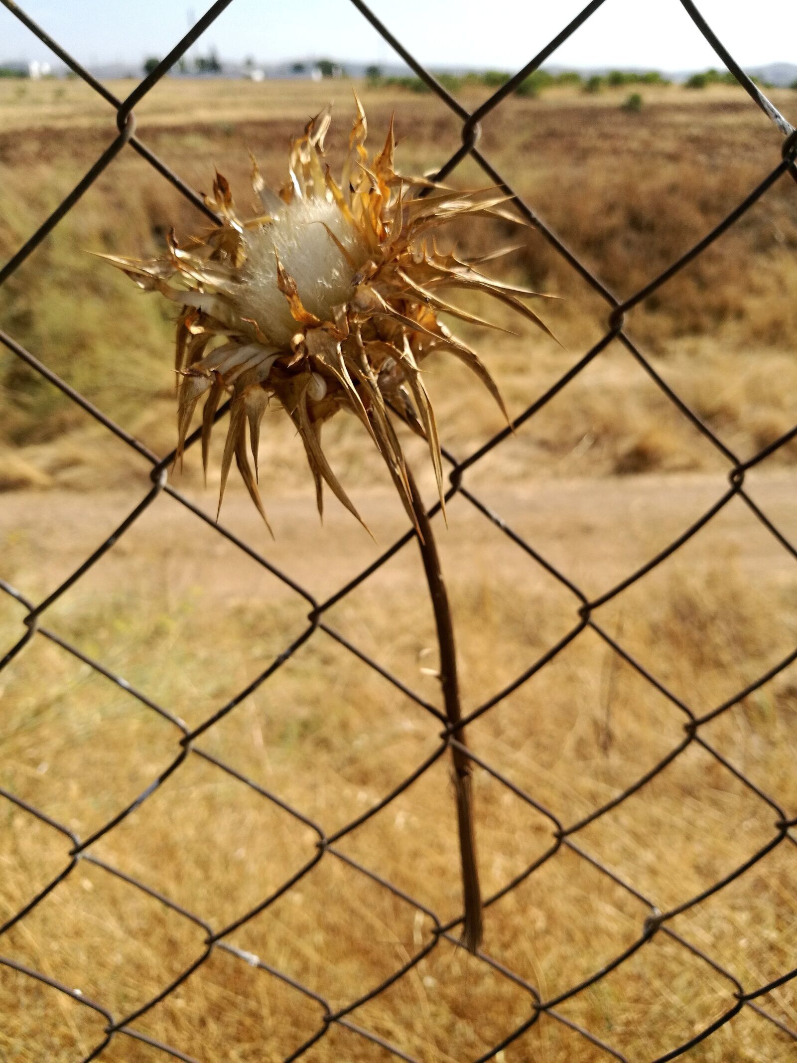 HUAWEI P9 sample photo. Still life, nature, thistles photography