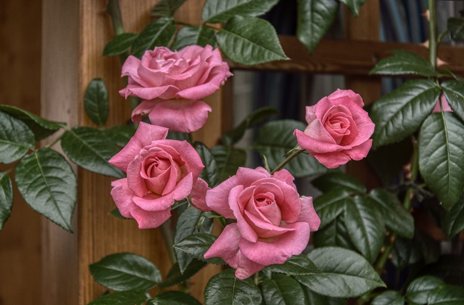 Nikon D5000 sample photo. Roses, rose bush, pink photography