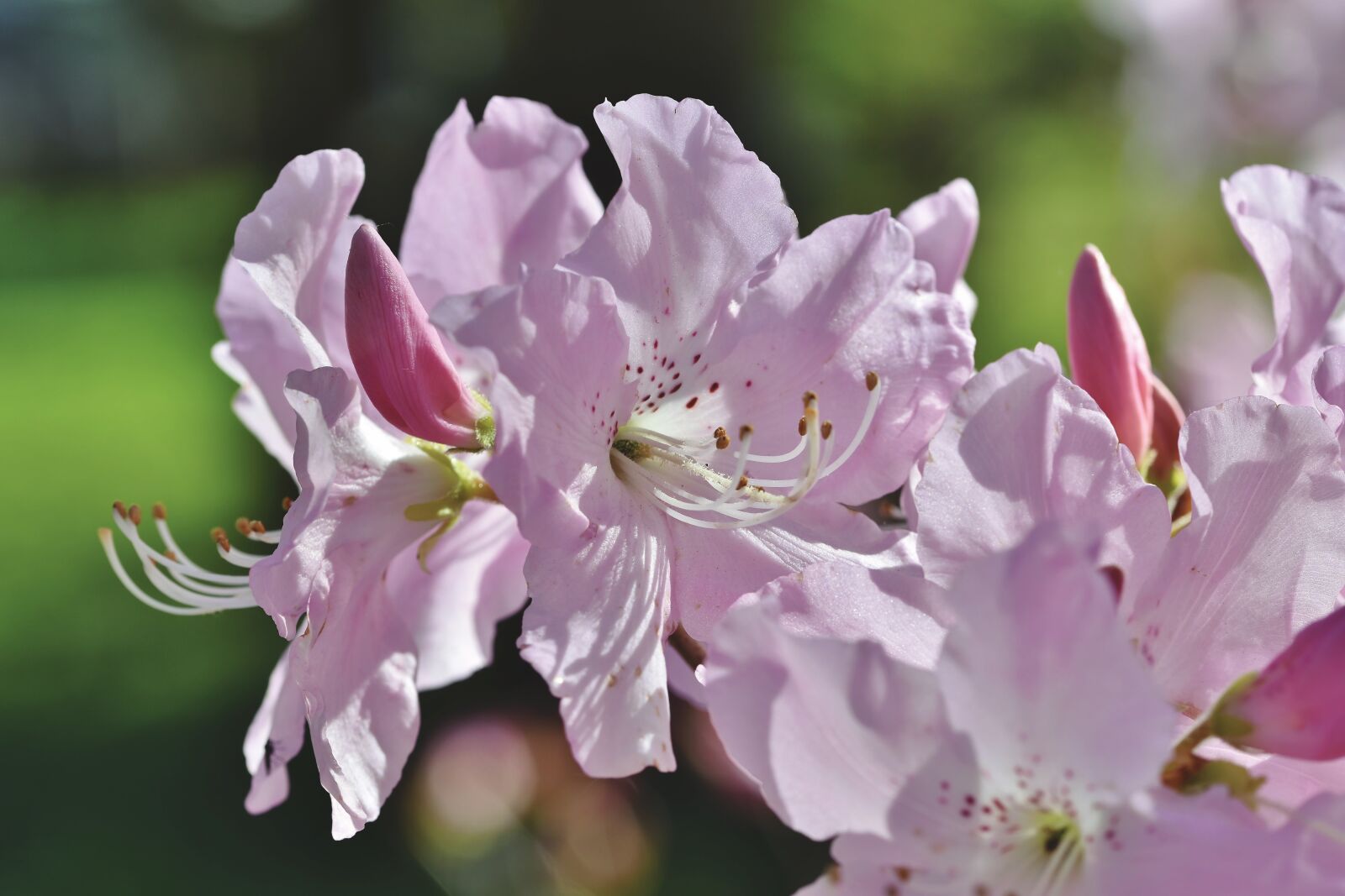 Nikon D7200 sample photo. Rhododendron, rhododendron buds, rhododendron photography