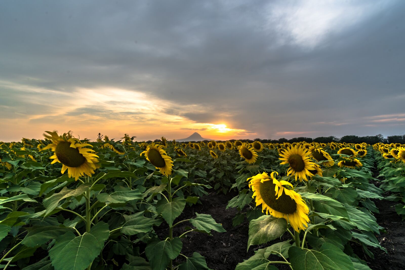 Nikon D7500 sample photo. Sunflower, sun, summer photography