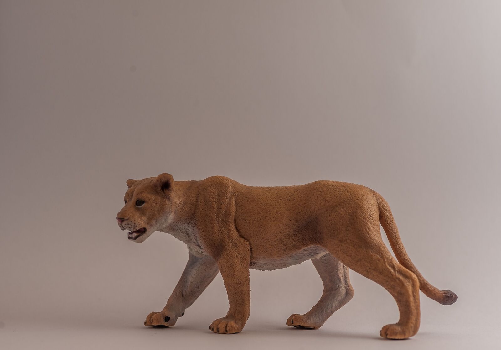 Nikon D700 sample photo. Lioness, fur, predator photography