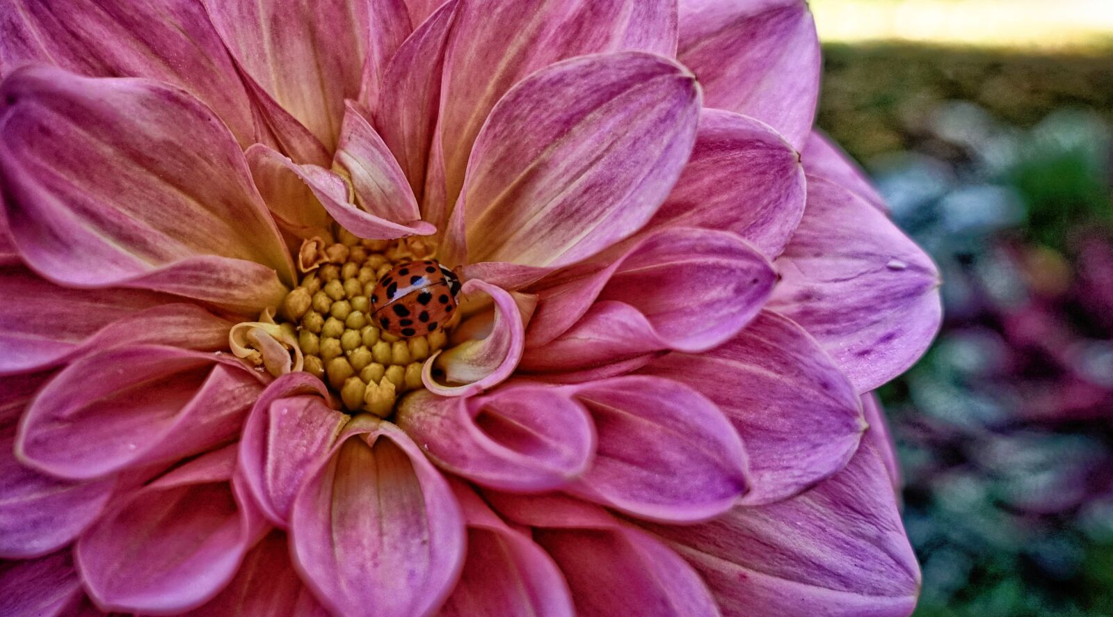 Sony DSC-RX100M5 sample photo. Dahlia, ladybug, cute photography