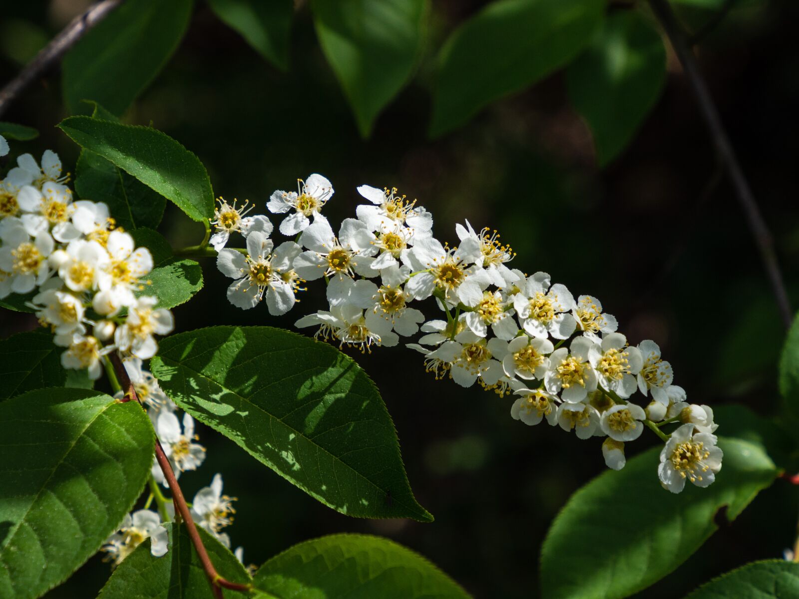 Olympus OM-D E-M10 III sample photo. Flowers, spring, nature photography