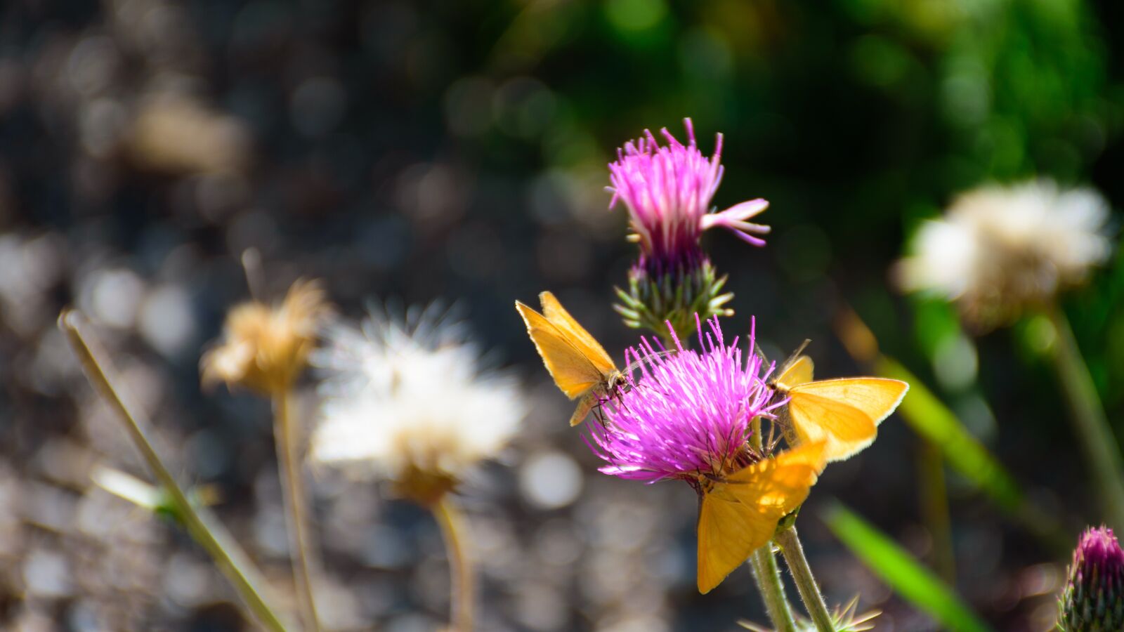 Nikon D5500 sample photo. Flower, butterfly, nature photography
