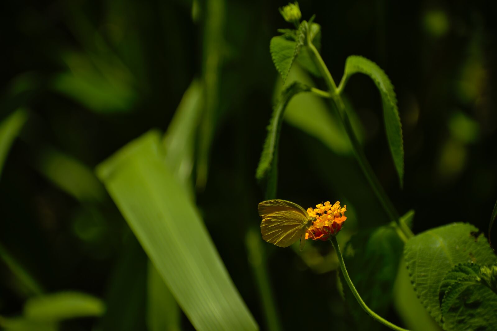 Nikon D7200 sample photo. Nature, flower, leaf photography