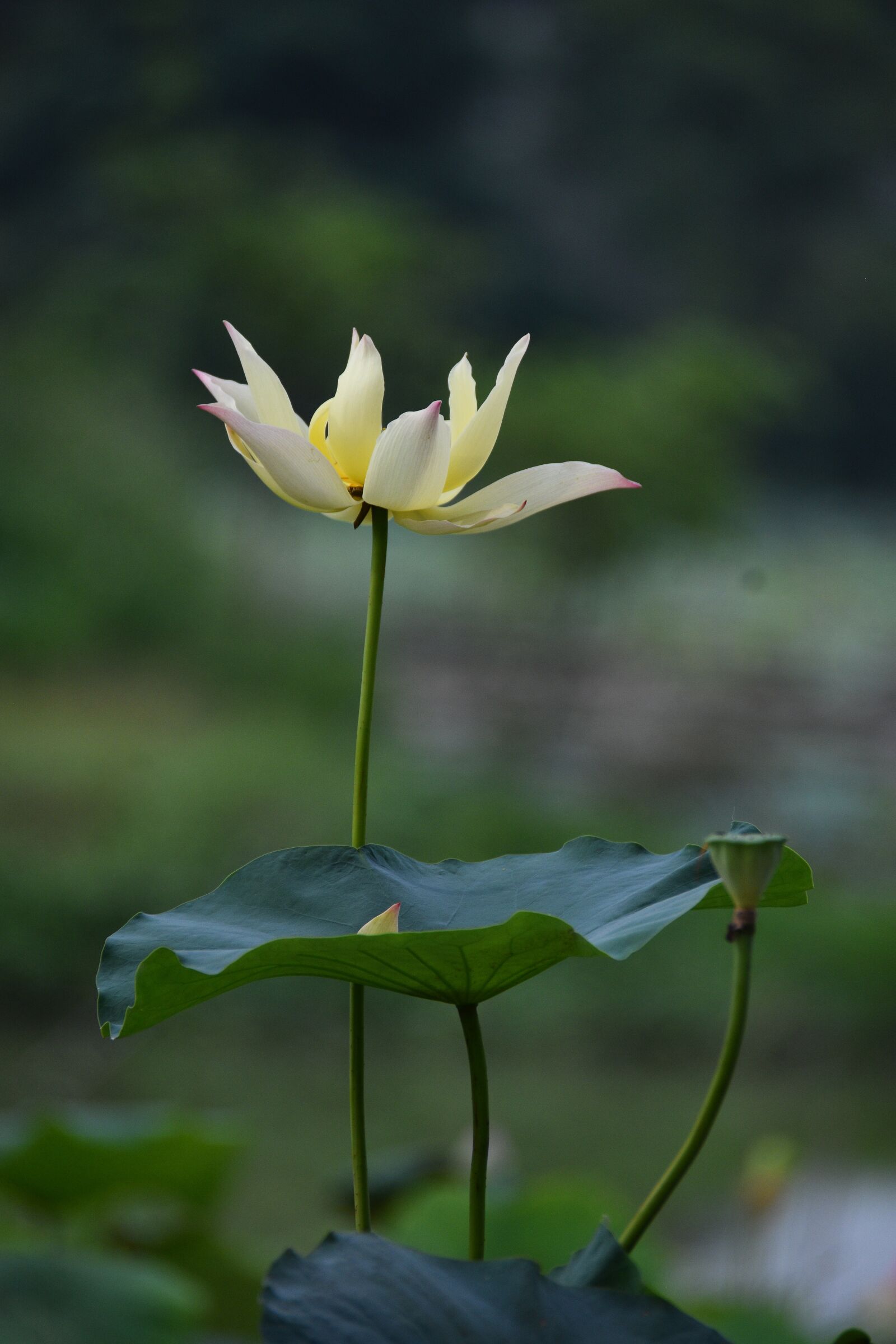 Nikon D7200 sample photo. Flower, petals, leaves photography