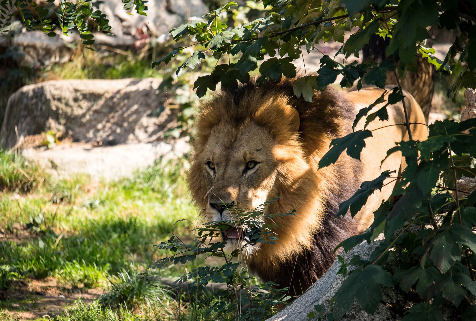 Canon EF-S 55-250mm F4-5.6 IS STM sample photo. Lion, predator, big cat photography
