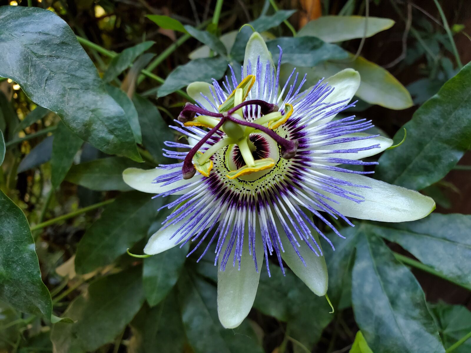 Samsung Galaxy S10 sample photo. Passion flower, passiflora, flower photography