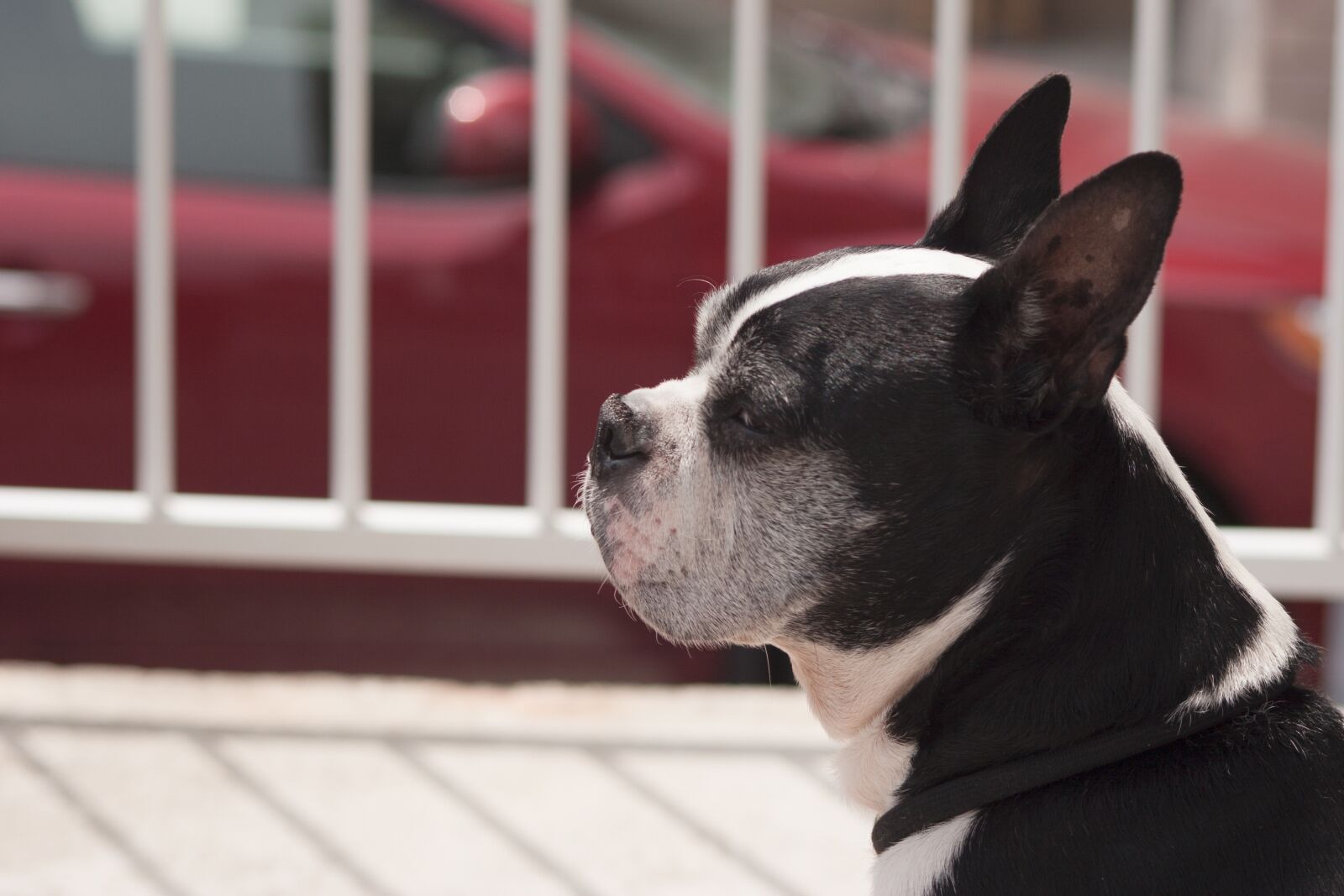 Canon EOS 20D sample photo. Dog, city photography