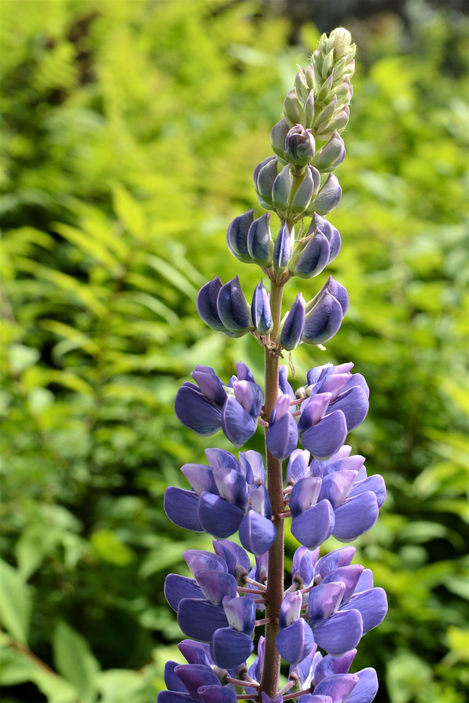 Nikon D7100 sample photo. Macro, purple, flower photography