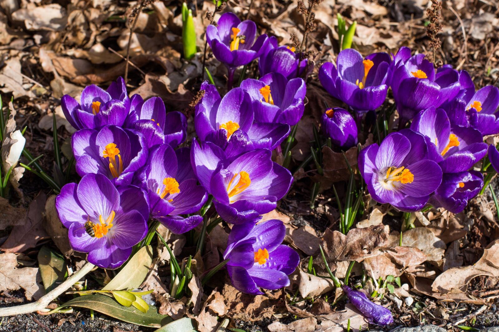 Canon EOS 6D + Canon EF 50mm F1.4 USM sample photo. Nature, flower, plant photography