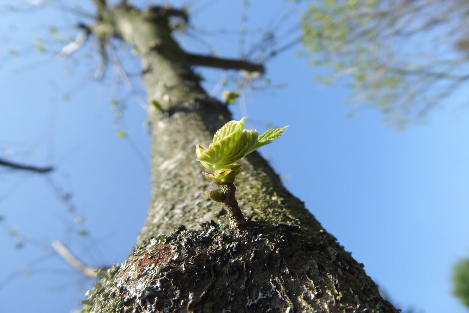 Panasonic Lumix DMC-ZS50 (Lumix DMC-TZ70) sample photo. Nature, tree, at the photography