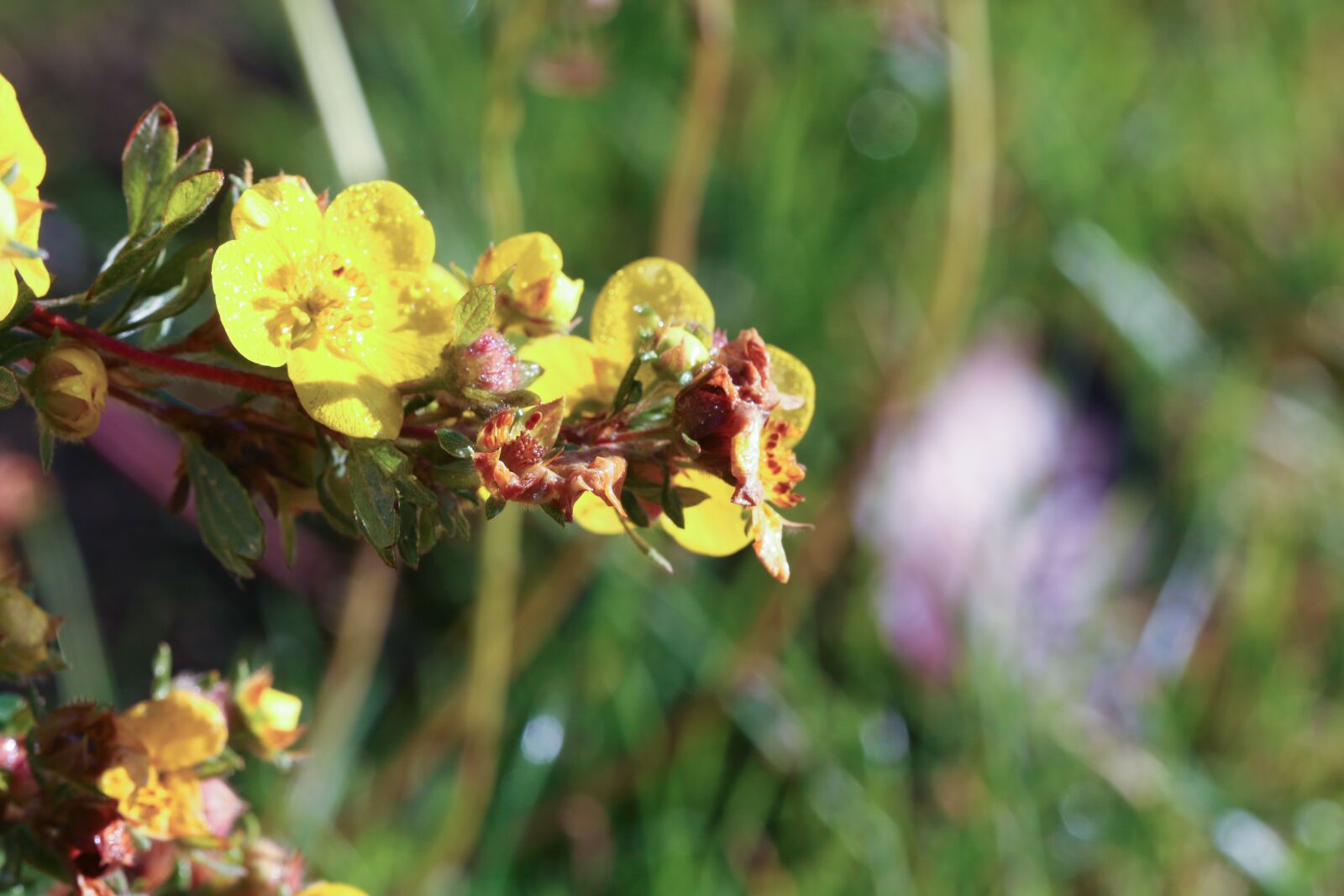 Canon EOS 7D Mark II sample photo. Flower, plant, growth photography