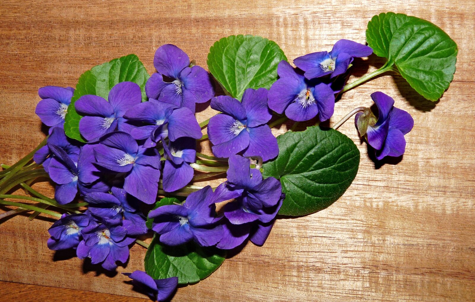 Panasonic Lumix DMC-FZ28 sample photo. Violets, flowers, winter blooms photography