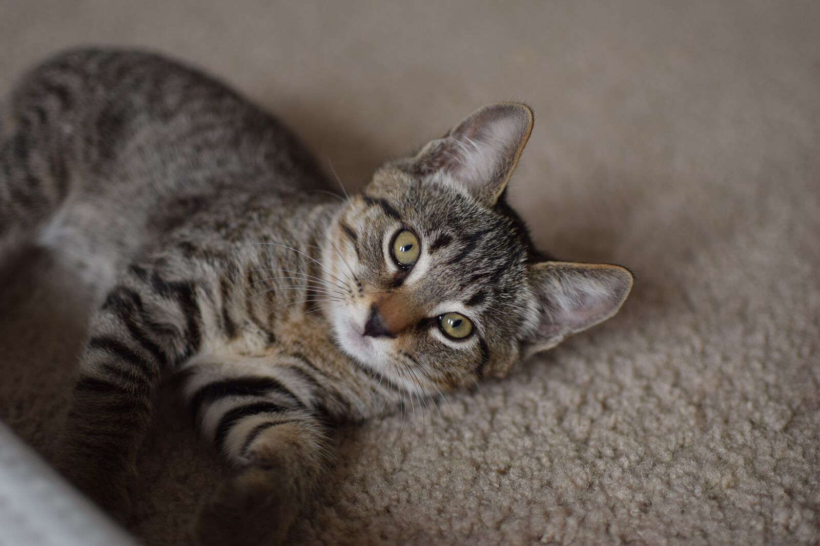 Nikon D3300 sample photo. Cat, lounging, kitten photography