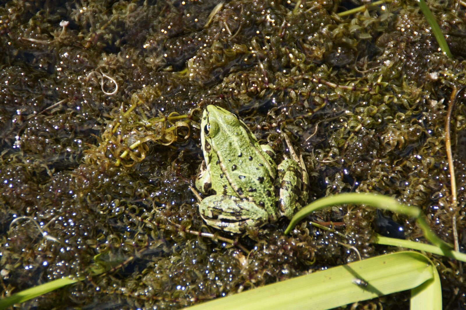 Sony SLT-A58 sample photo. Frog pond, frog, amphibian photography
