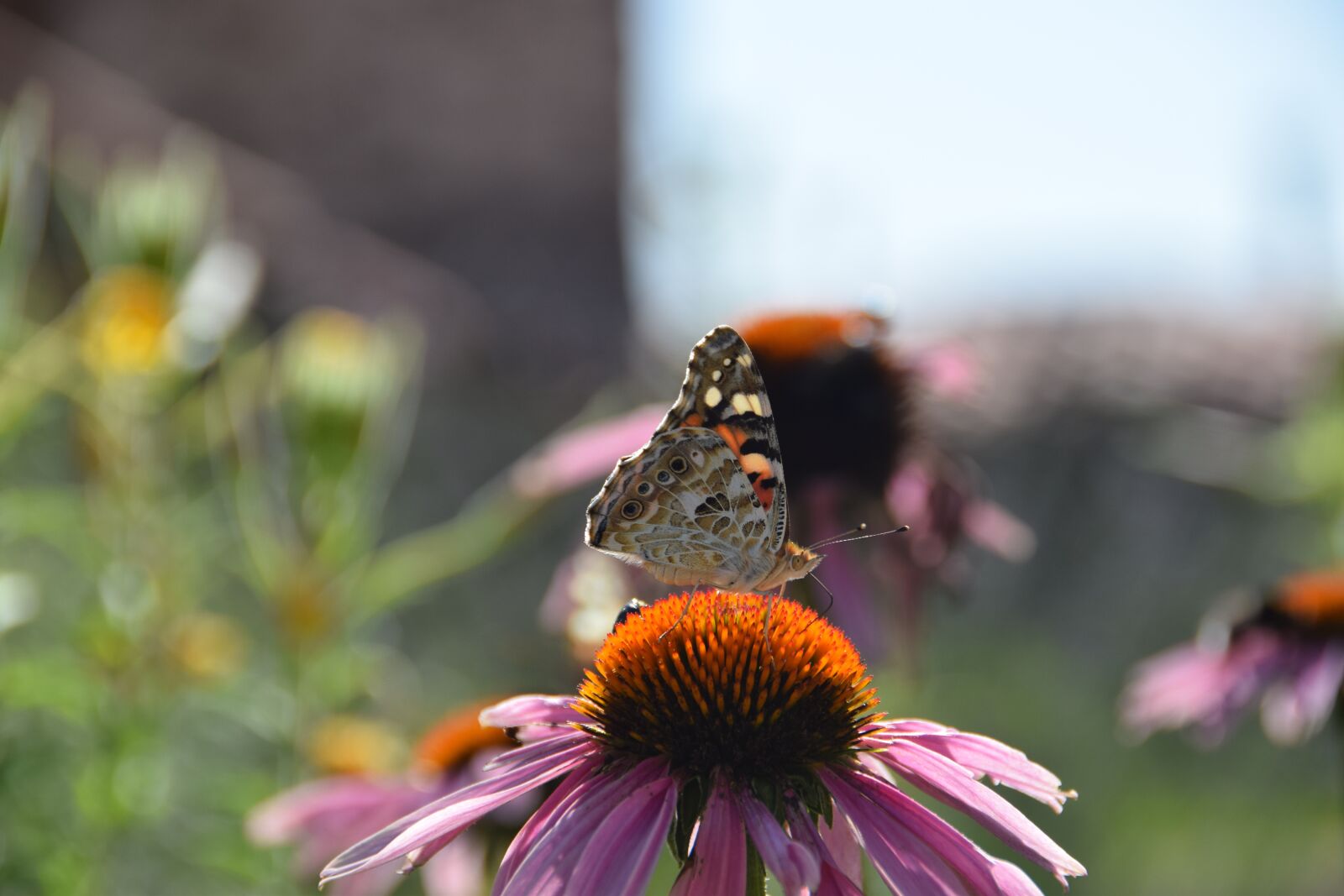 Nikon D5300 sample photo. Flower, pink, butterfly photography