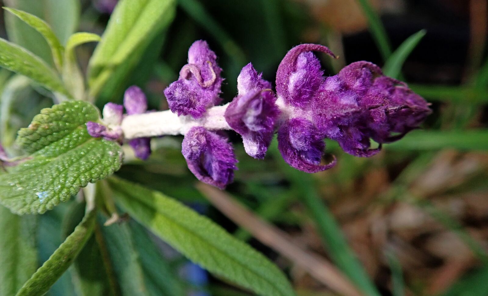 Olympus TG-5 sample photo. Flower, purple, salvia photography