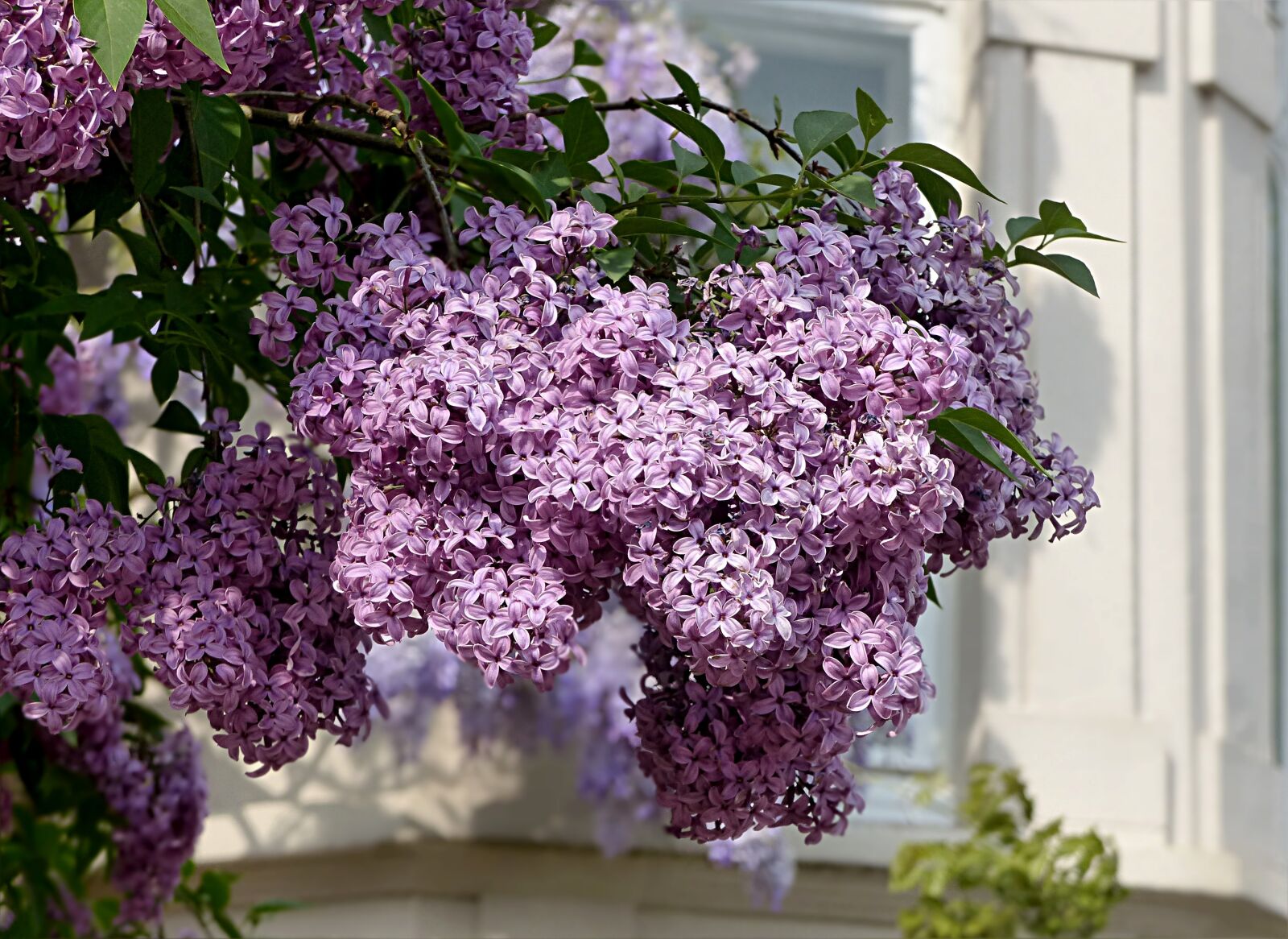 Panasonic Lumix DMC-FZ200 sample photo. Tree, lilac tree, syringa photography