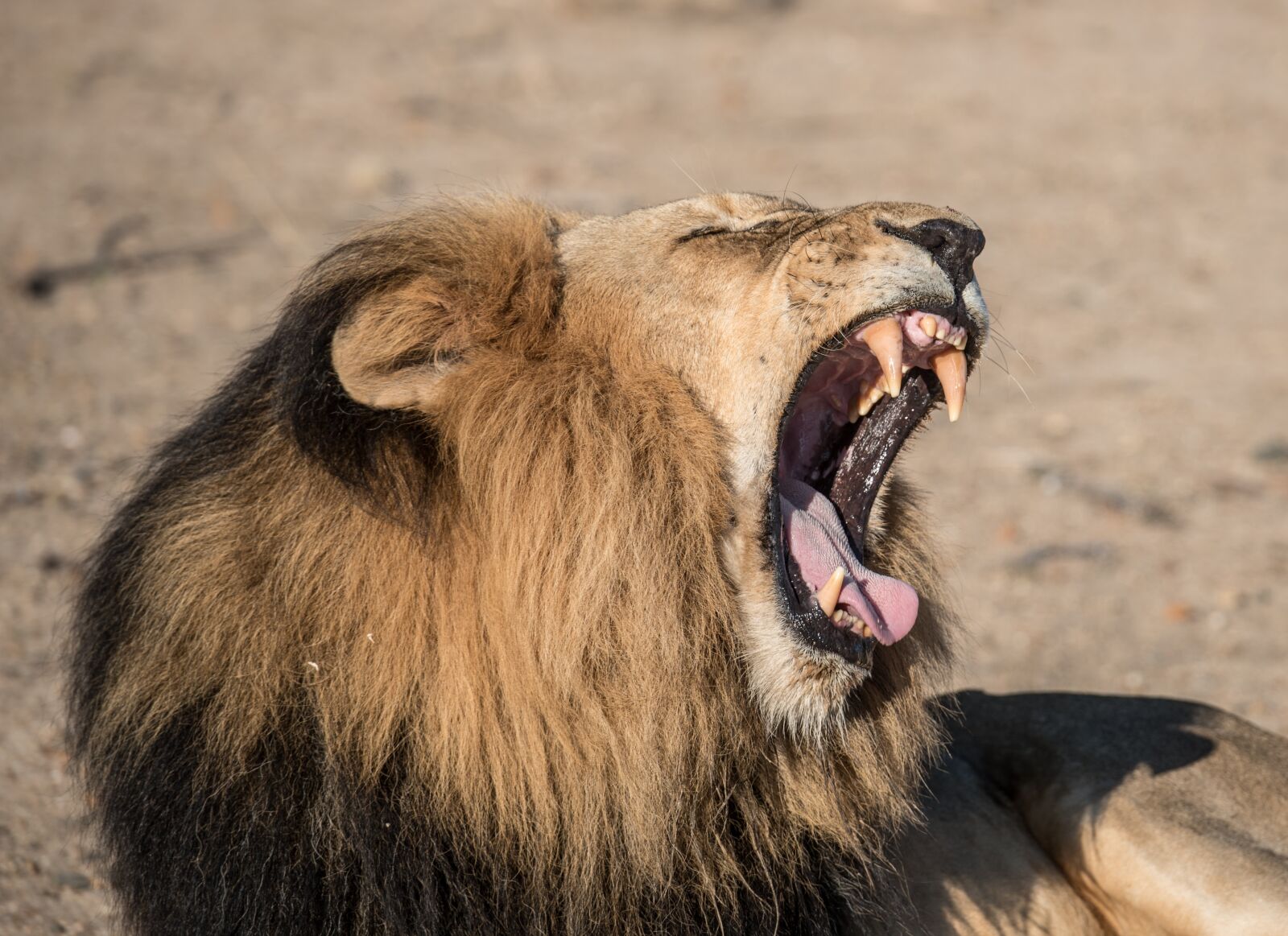 Nikon D750 sample photo. Animal, big cat, close-up photography