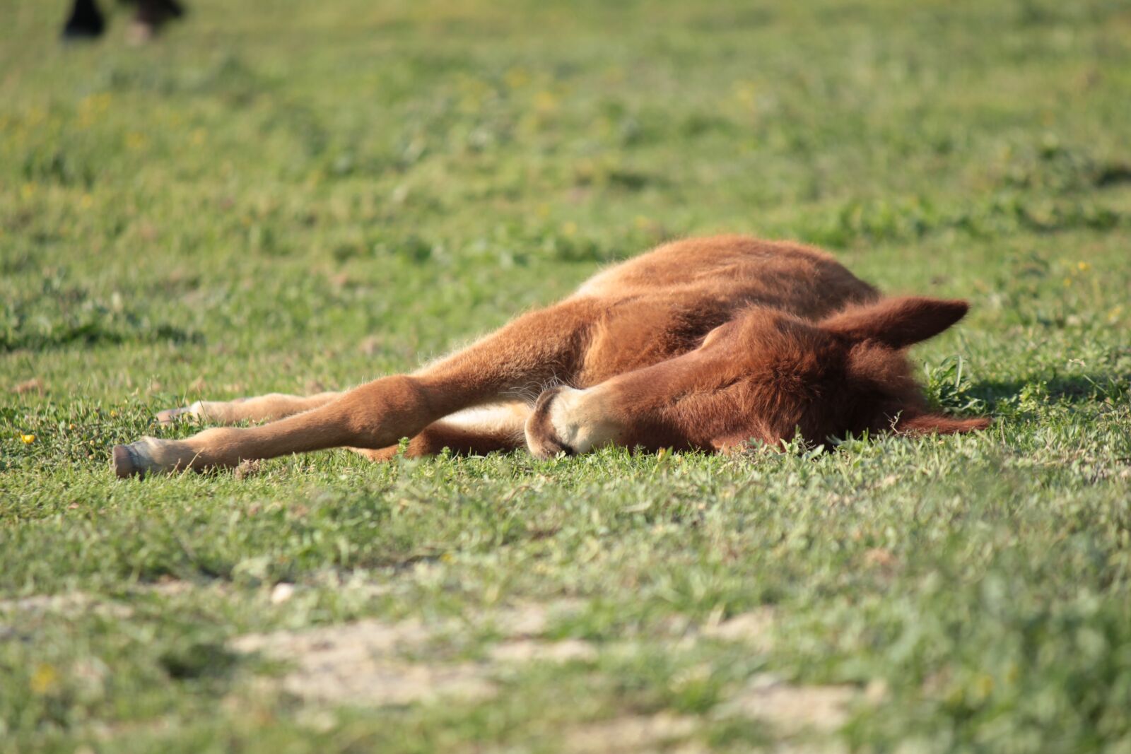 Canon EOS 550D (EOS Rebel T2i / EOS Kiss X4) + Canon EF-S 55-250mm F4-5.6 IS sample photo. Pony, laying, sleeping, offspring photography