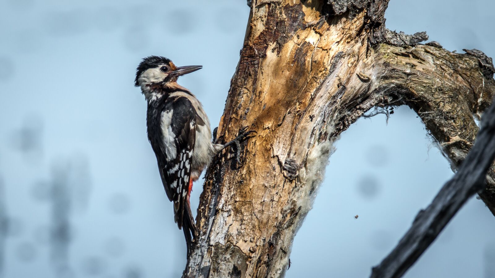 Nikon D3200 sample photo. Spotted, bird, wings photography