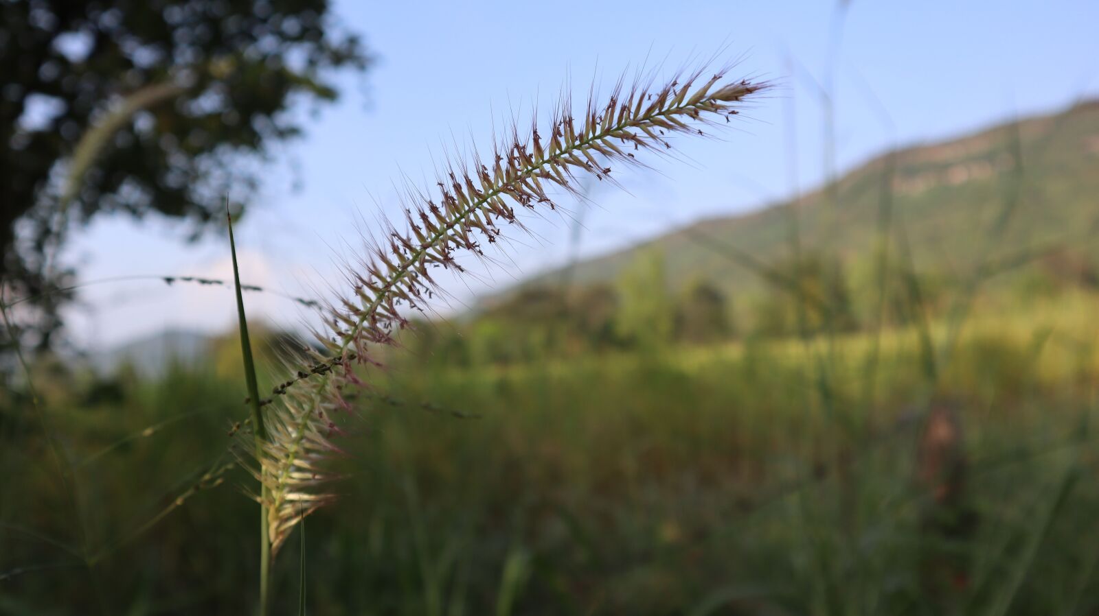 Canon EOS M50 (EOS Kiss M) sample photo. Flowers, grass, mead photography