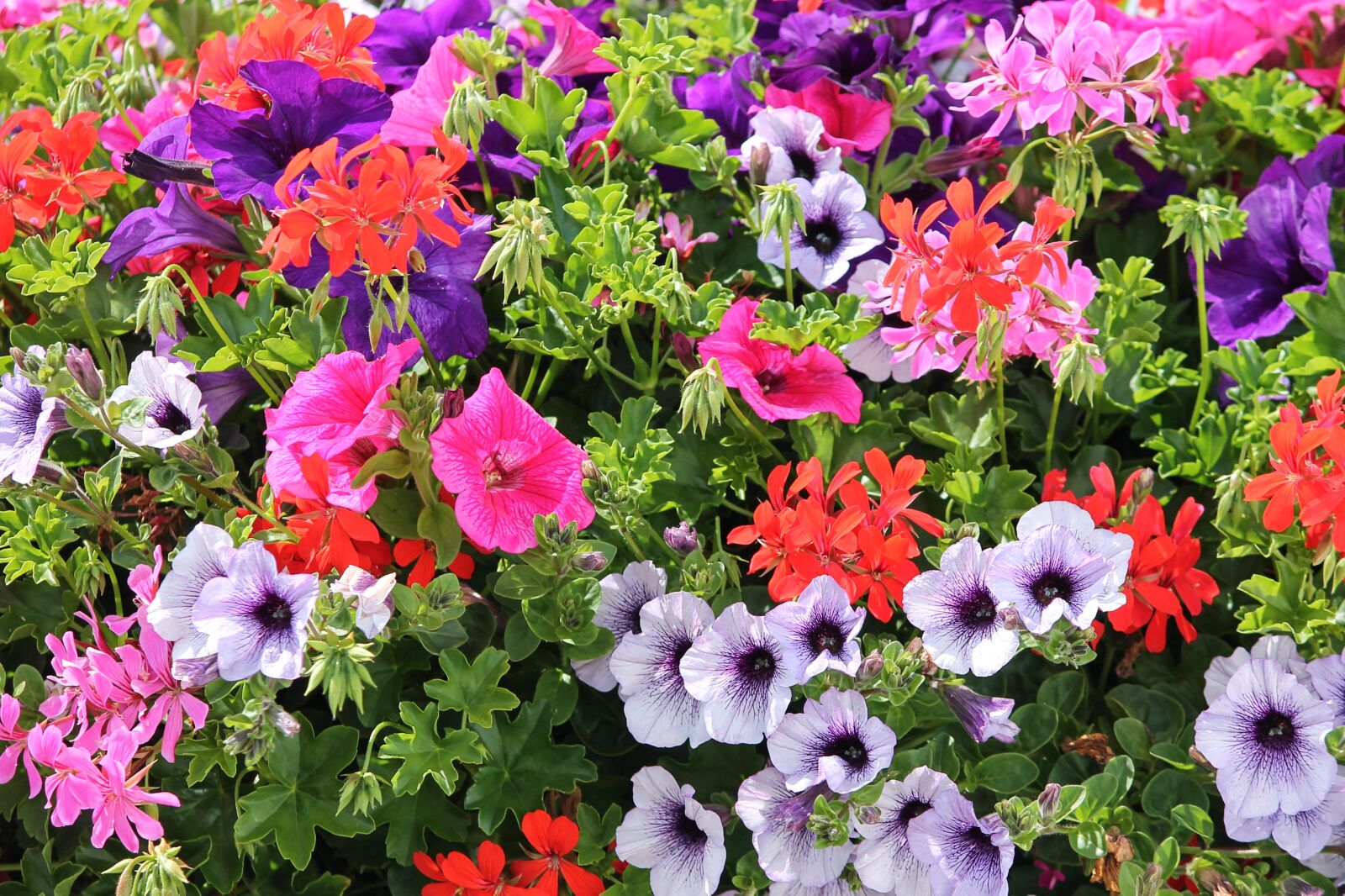 Canon EOS 1100D (EOS Rebel T3 / EOS Kiss X50) sample photo. Colorful flowers, geranium, petunia photography