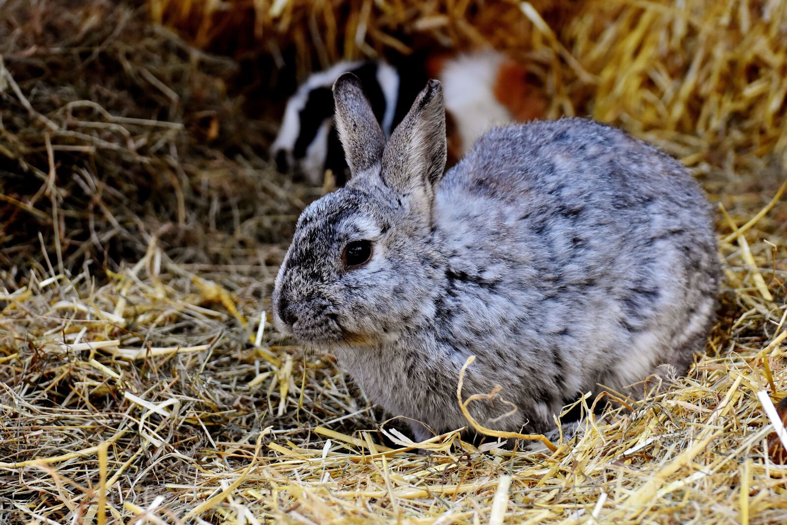 Nikon D7200 sample photo. Rabbit, nager, cute photography