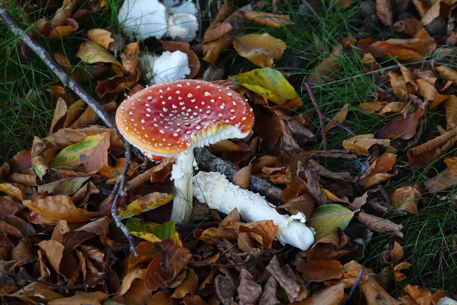 Sony Cyber-shot DSC-RX10 III sample photo. Mushrooms, mushroom, fly agaric photography