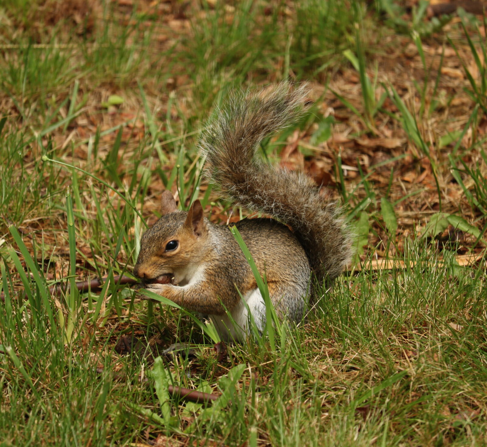 Canon EOS 760D (EOS Rebel T6s / EOS 8000D) sample photo. Animal, fluffy, mammal, rodent photography