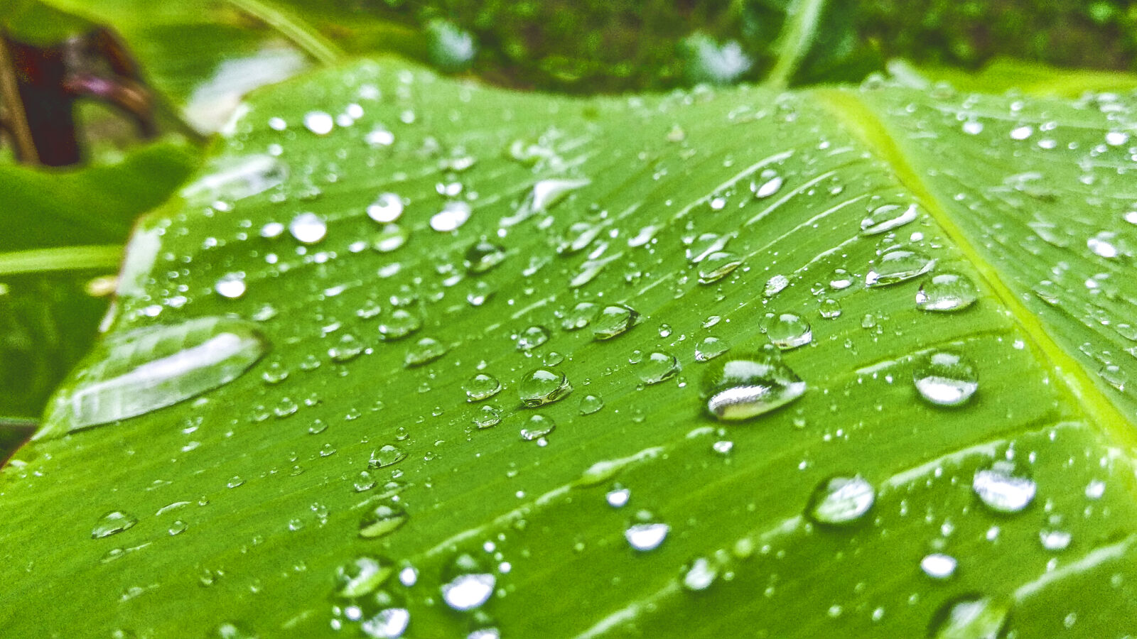 Xiaomi Redmi Note 4 sample photo. Banana, tree, banana, tree photography