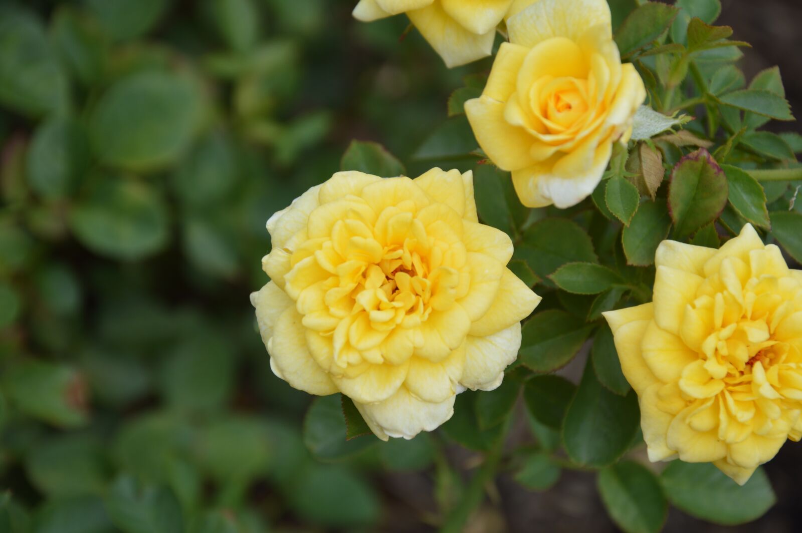 Nikon D3200 sample photo. Yellow blossom, rose, flower photography