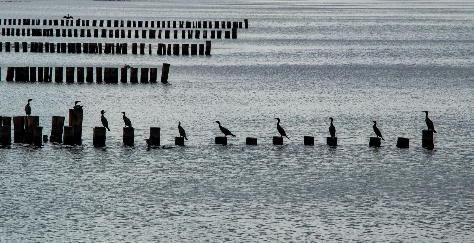 Canon EOS 80D sample photo. Baltic sea, coast, waterfowl photography