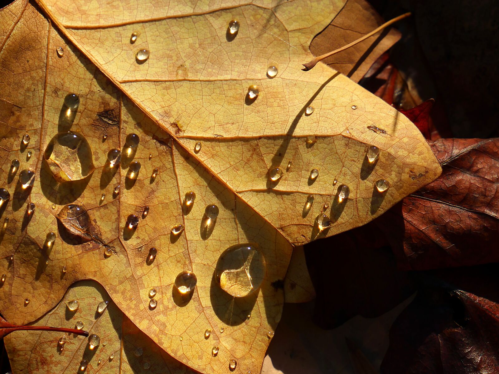 Panasonic Lumix DMC-GX8 sample photo. Leaf, drop of water photography