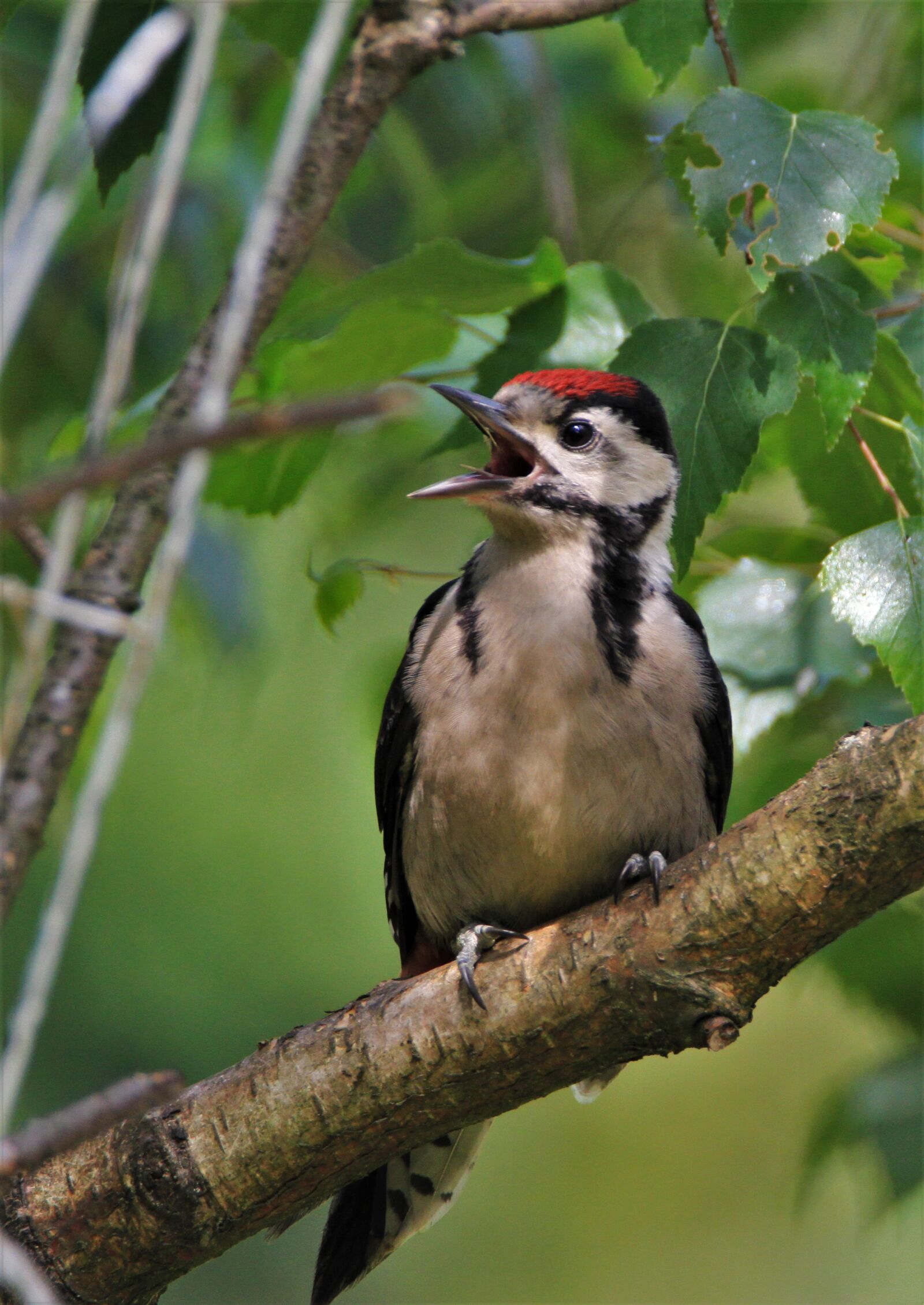 Canon EOS 7D + Tamron SP 150-600mm F5-6.3 Di VC USD sample photo. Great spotted woodpecker, woodpecker photography