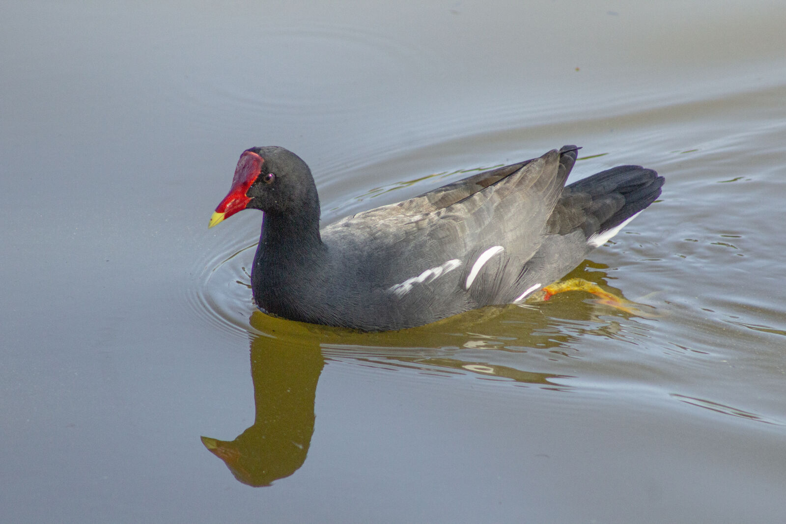 Canon EF 75-300mm f/4-5.6 sample photo