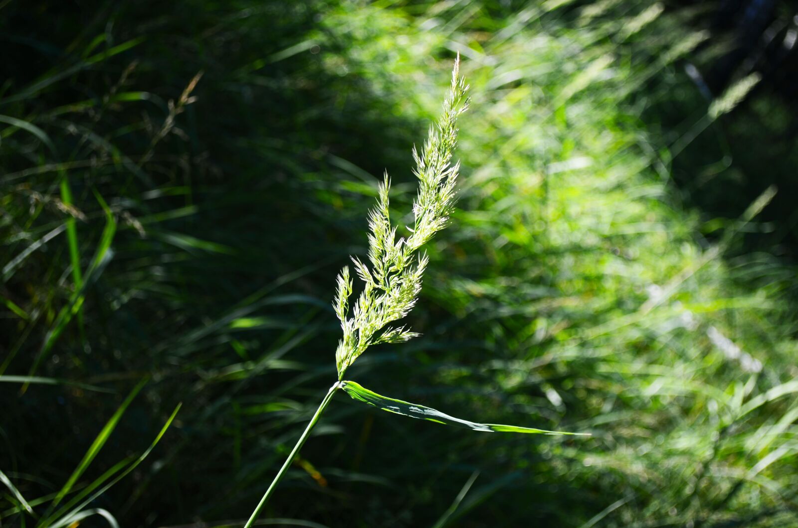 Nikon D5100 sample photo. Light, forest, grass photography