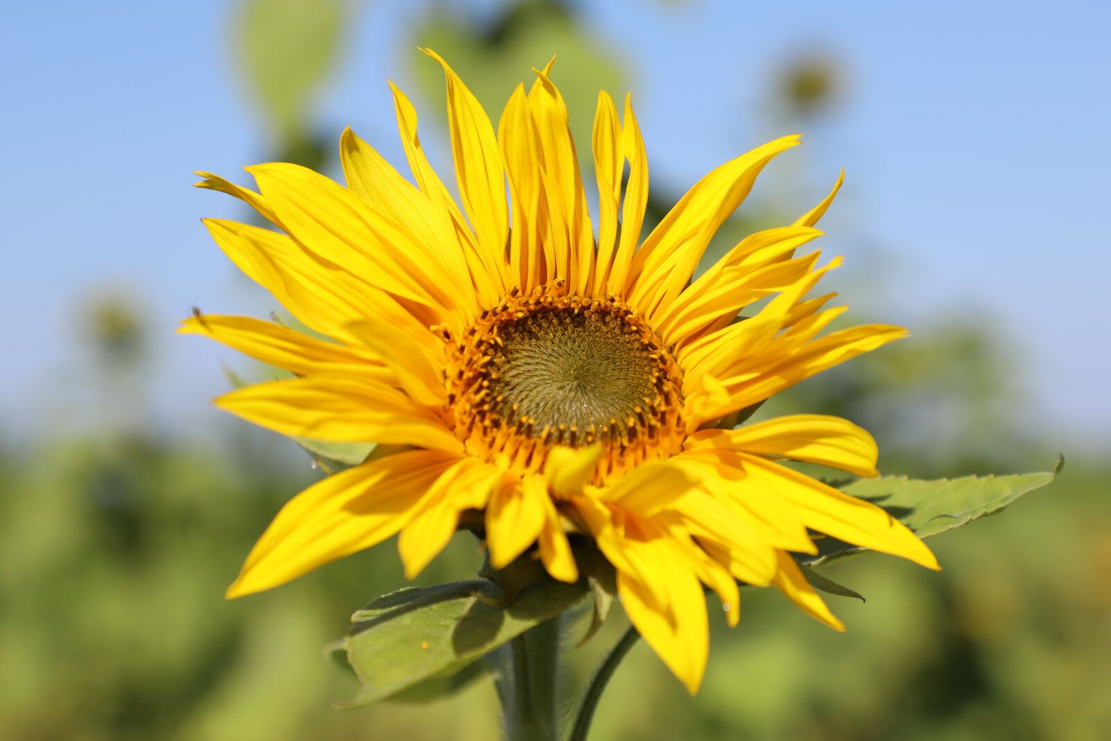 Canon EOS 6D Mark II + Canon EF 24-105mm F4L IS II USM sample photo. Sunflower, pollen, bloom photography