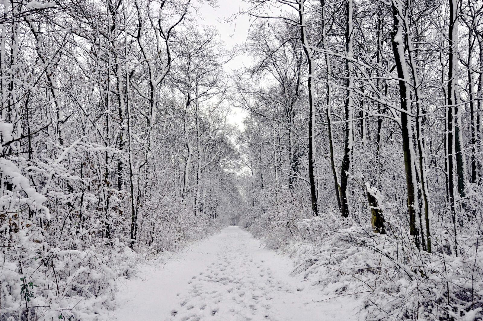 Nikon D5000 sample photo. Winter forest, snow, forest photography