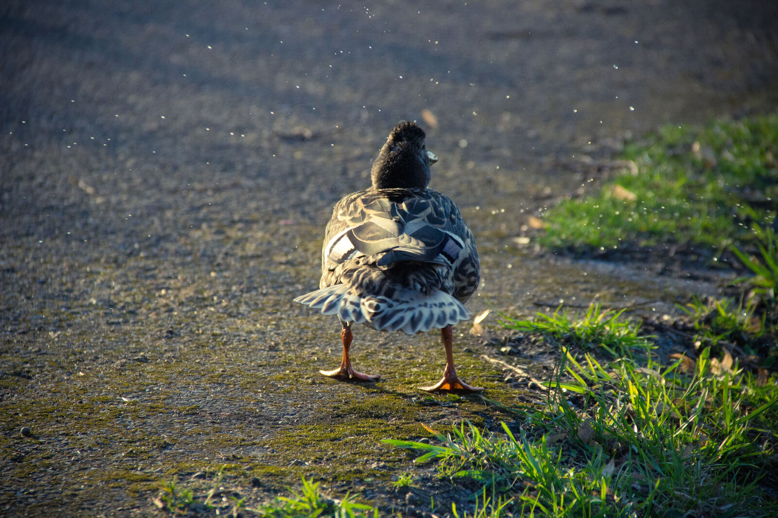 Canon EOS 600D (Rebel EOS T3i / EOS Kiss X5) sample photo. Animal, animal, photography, bird photography