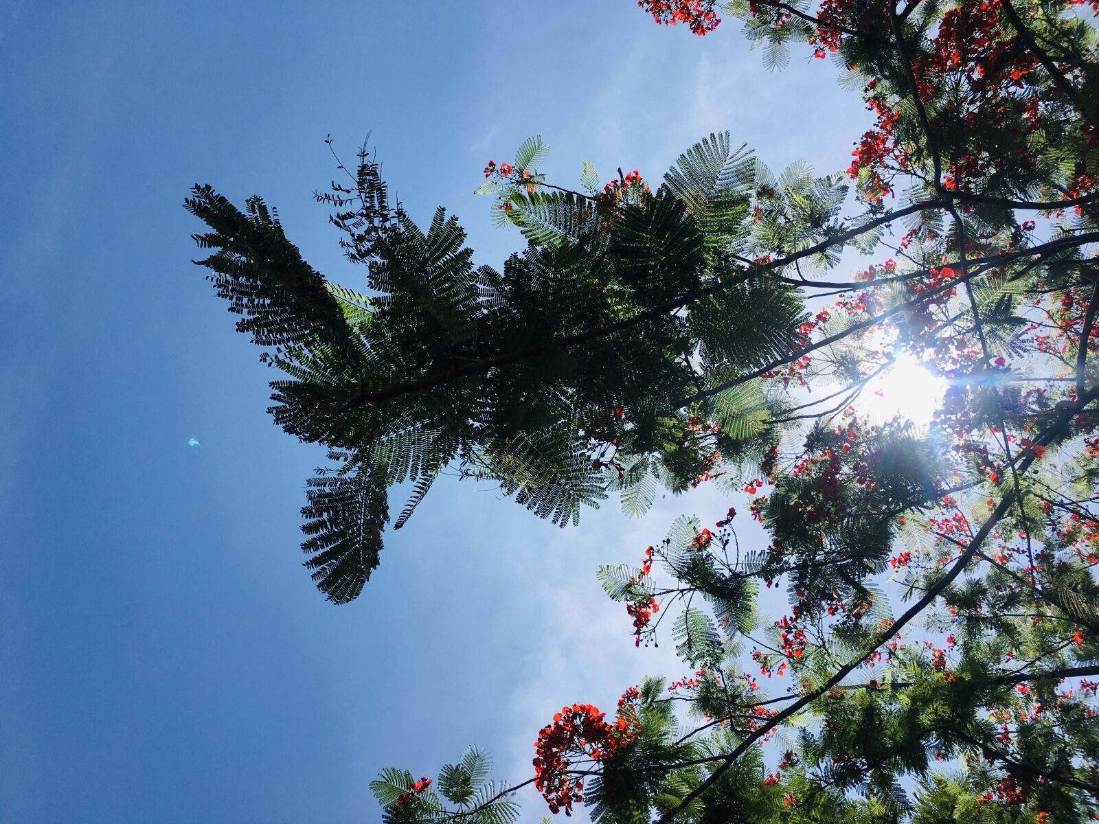Apple iPhone 6s sample photo. Naturephotography, nature, photography photography