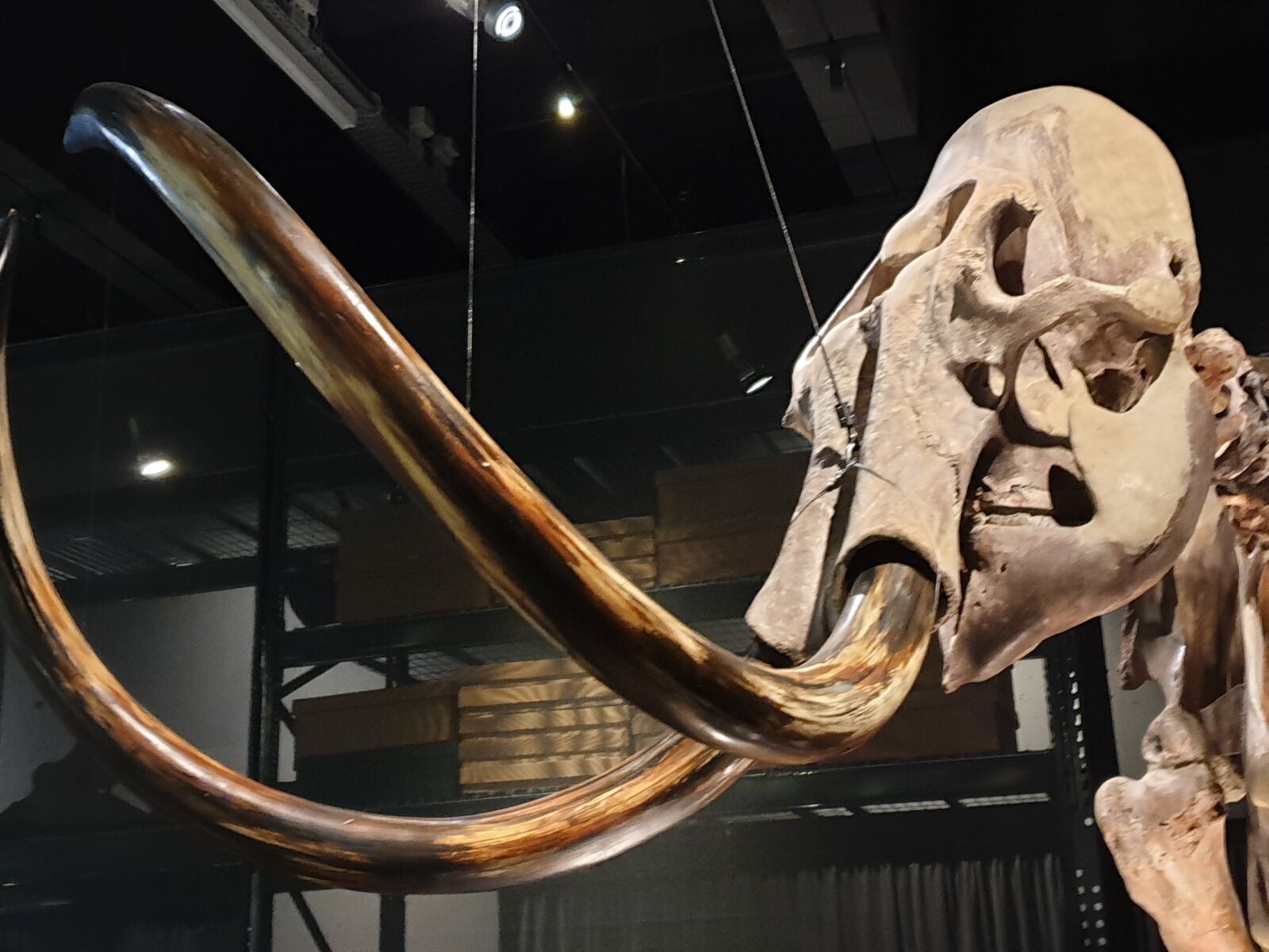 Samsung SM-G965F sample photo. Mammoth, skeleton, museum photography