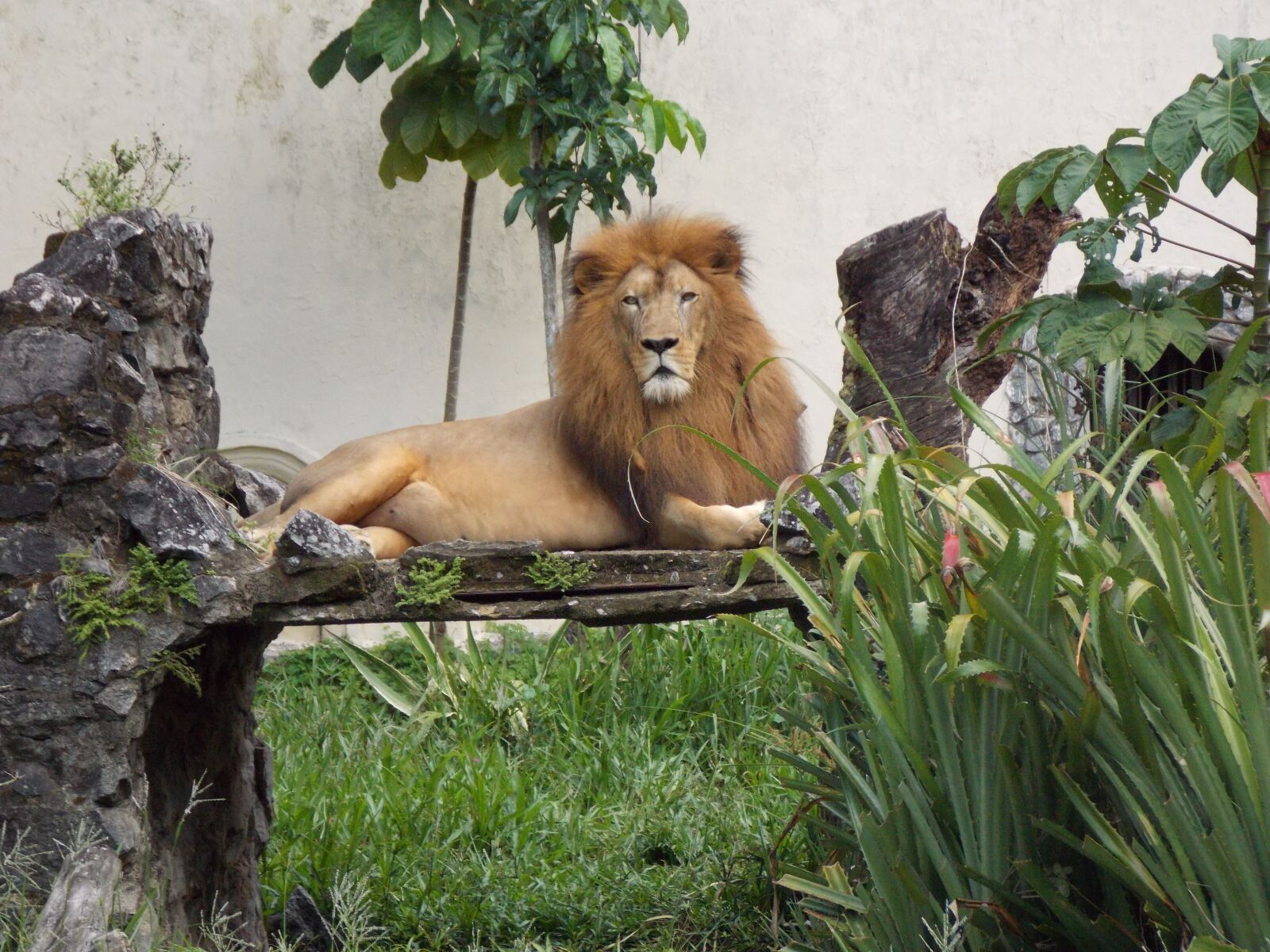Nikon Coolpix L810 sample photo. Zoo, lion, king photography