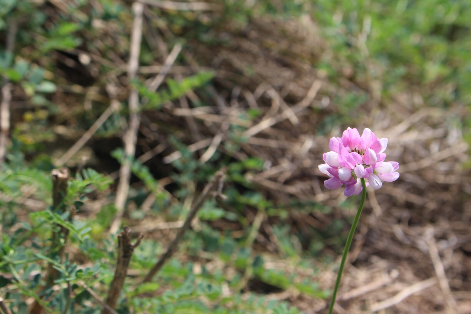 Canon EOS 700D (EOS Rebel T5i / EOS Kiss X7i) sample photo. Beautiful, beautiful, flowers, beauty photography