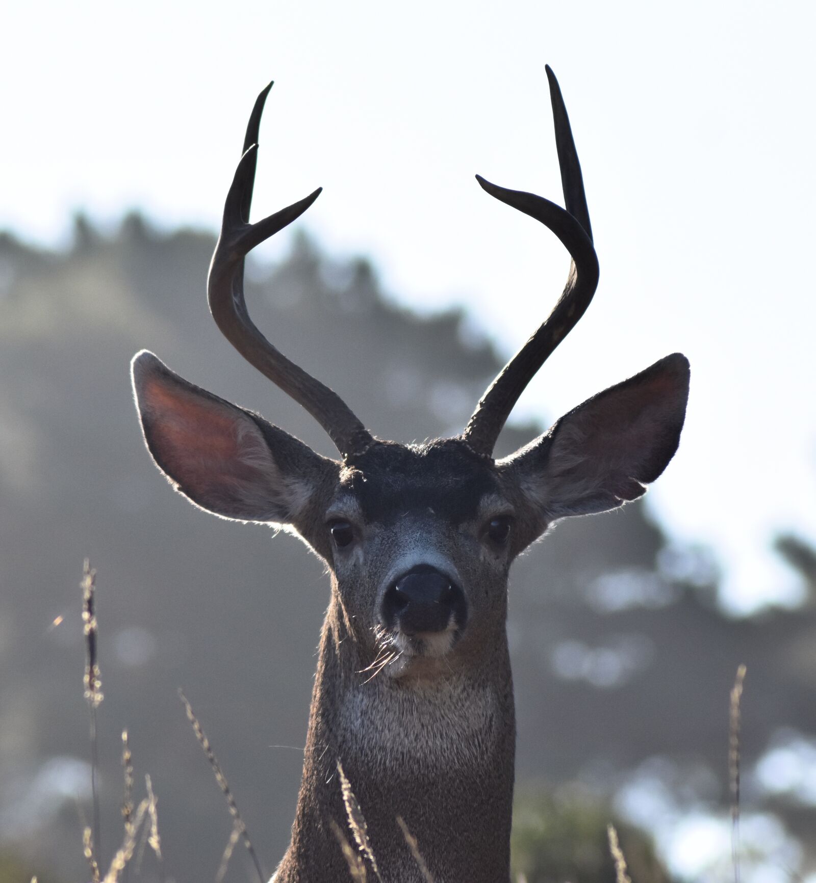Nikon D3400 sample photo. Deer, buck, mammal photography