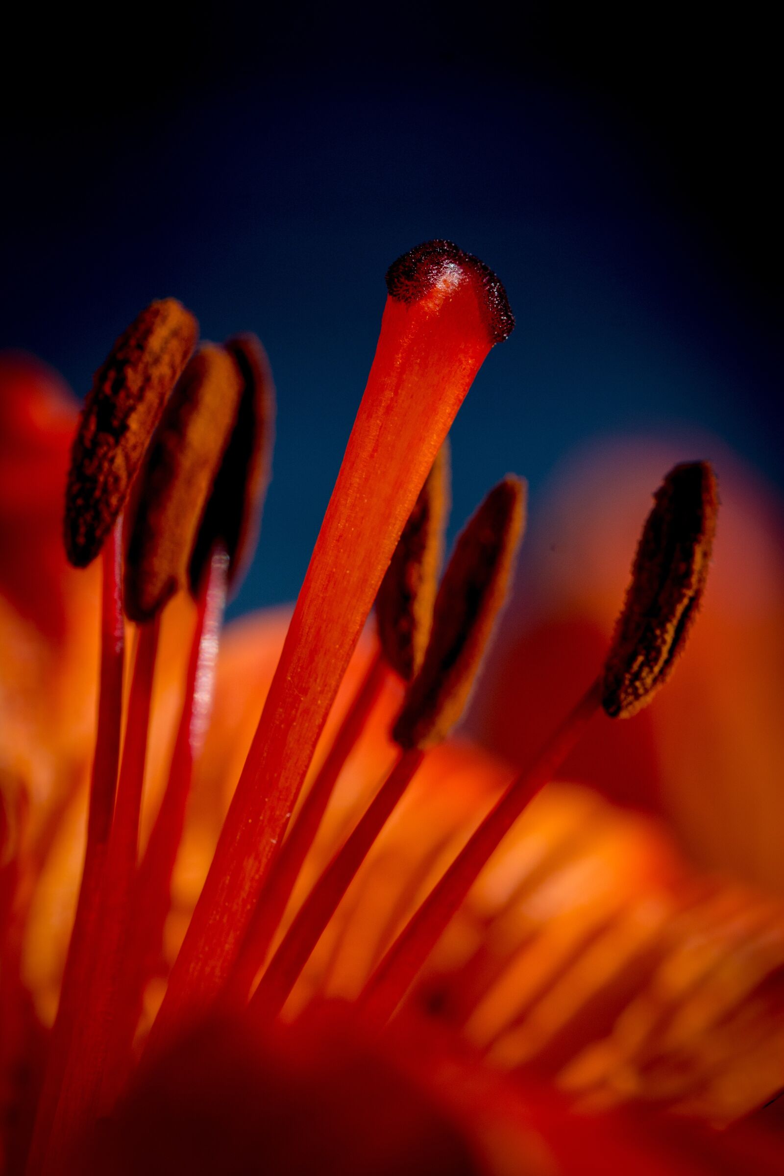 Nikon D7100 sample photo. Fire-lily, lilium bulbiferum, stamen photography