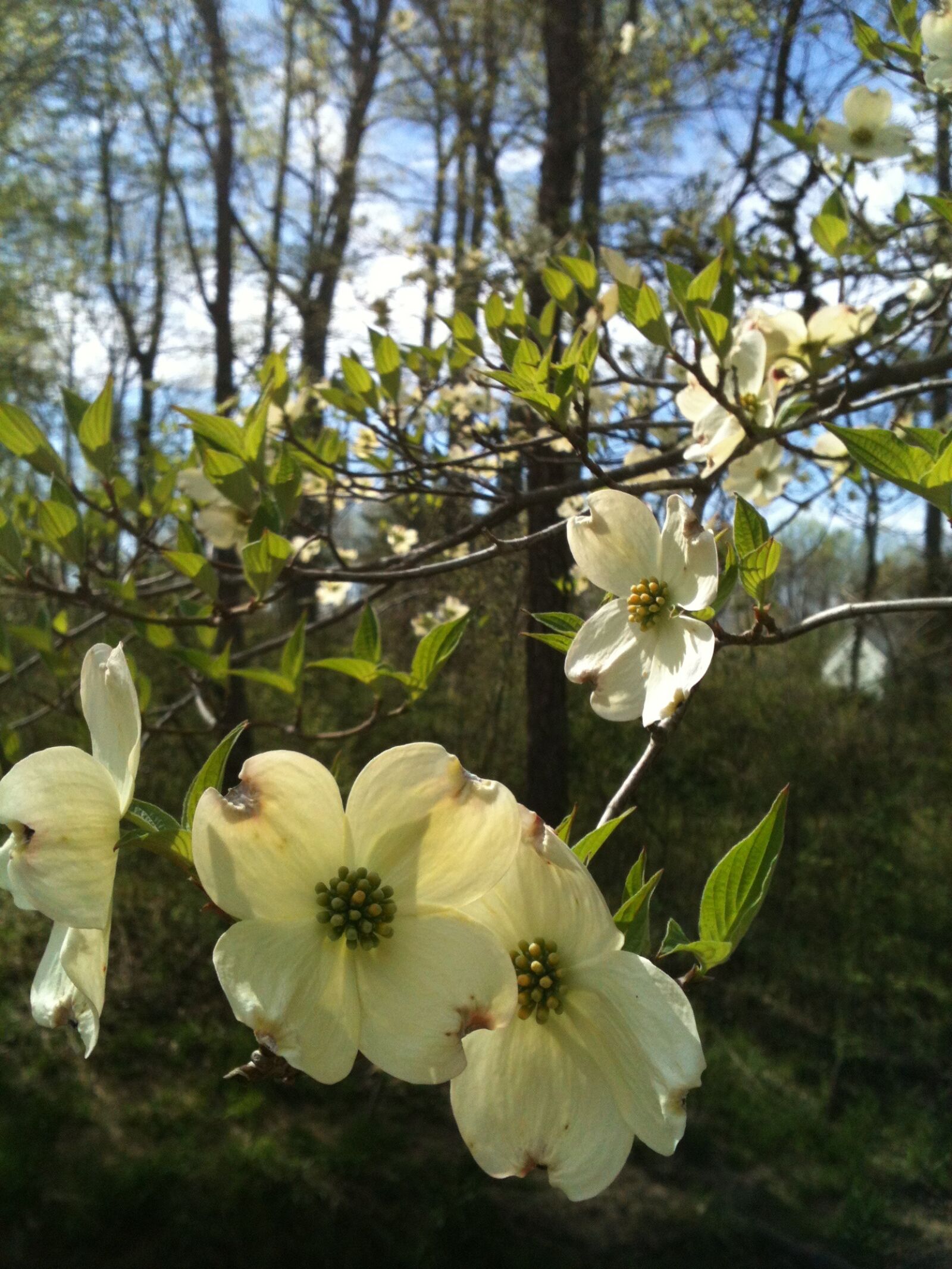 Apple iPhone 3GS sample photo. Dogwood, spring, flower photography